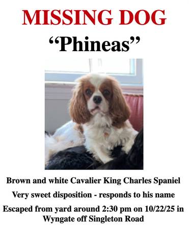 Missing Cavalier King Charles Spaniel (Wyngate)64172612934529120