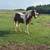 Gelding horses 3 thumbnail