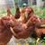 Hens young layers different breeds 7 thumbnail