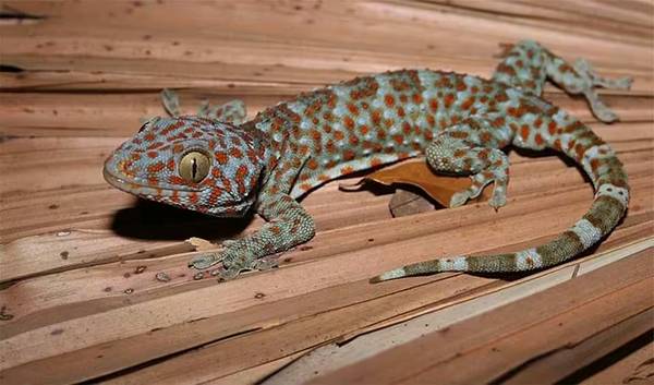 Tokay Gecko 1