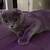scottish fold kitten for sale 10 thumbnail