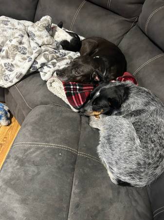 1.5 Blue Heeler63853650595075121