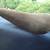 Cinelli Unicantor, made in Italy (logo worn off), brown suede 2 thumbnail