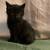 Kitten’s available 2 thumbnail