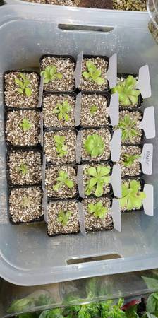 Butterworts (Carnivorous succulents) 1