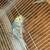 Pair of parakeets cage included $50 and $70 2 thumbnail