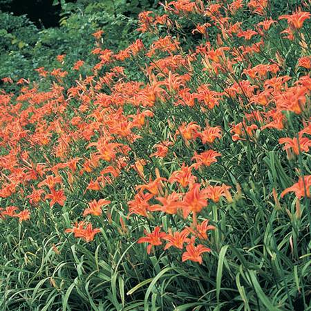 Flowers-Orange Day Lily-Perennial Plants 1