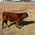 Miniature Hereford Bull 4 thumbnail