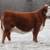 Bred Cows for Sale 4 thumbnail