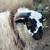 Scottish Blackface ram lamb 1 thumbnail