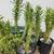 Garden - Plants - Cactus - Succulents for Sale! 1 thumbnail