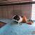 Male intact guinea pig 5 thumbnail