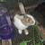 Lots of baby rabbits available for a good home 1 thumbnail