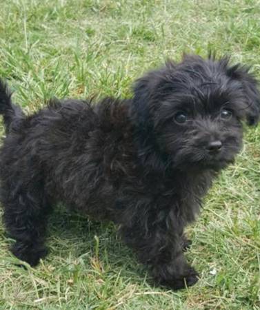 Poodle múltiple63848874544257121