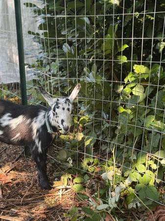 Goats (Gold Bar)63853464805635121