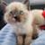 Siamese kittens girls 4 thumbnail