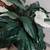 Artificial Decorative Plant 3 thumbnail