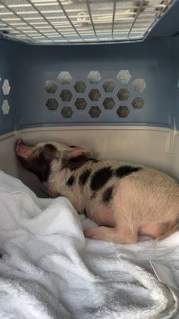 Piglet 1