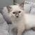 2.5 month old Ragdoll kitten 2 thumbnail