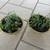Pair Of Yellow Gold With Brown Garden Pots With Succulents 2 thumbnail