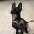 Belgian malinois 5 thumbnail