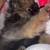 Black Pom puppy 2 thumbnail