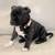 Staffordshire Bull Terrier Puppies 1 thumbnail