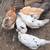 Birds currently available Deford, MI 48729 7 thumbnail