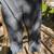 Baleaf jogging pants - dark grey, 2xl 1 thumbnail