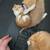 Kittens need homes 2 thumbnail