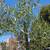 Olive Tree 16 thumbnail