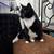 Rehome spayed female cat 1 thumbnail