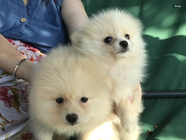 Pomeranian puppies (Doraville)63739455585153121