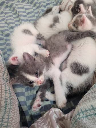 Kittens - sweet and socialized63675819443201122