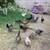 Bantam kikirikes 4 thumbnail