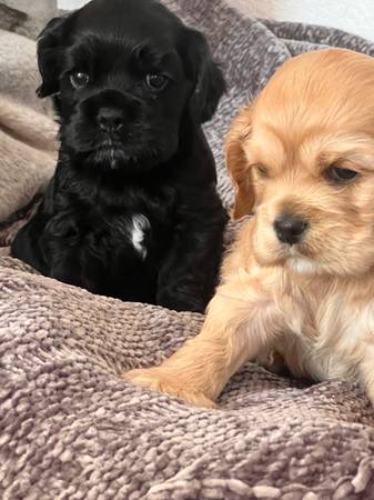 Akc cachorros cocker spaniel (vallejo / benicia)64310607445890121