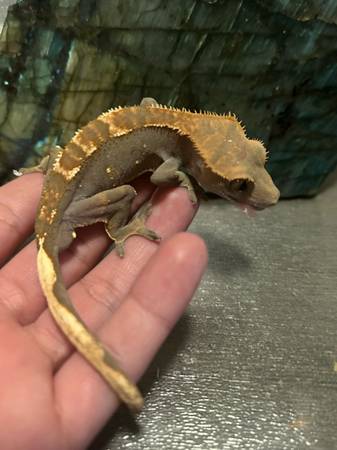 Gecko (Downey)63869929111425120