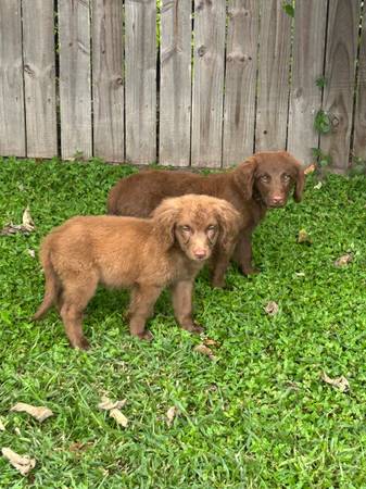 Lab mix puppies 1