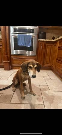 Needs a home 1