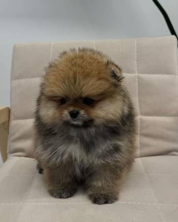 Ready for forever home 1