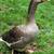Toulouse geese 4 thumbnail