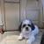LOST DOG MALE ADULT SHIHTZU 11 thumbnail