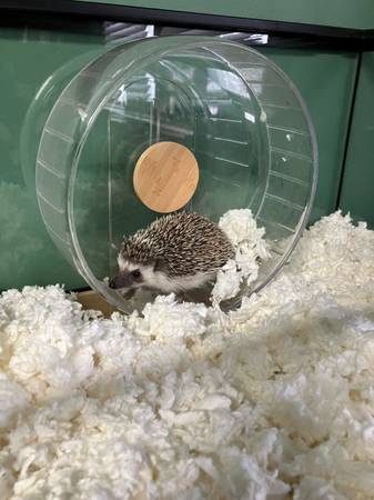 6 Mo Old Male Hedgehog with Complete Setup64035003843969120