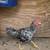 fine chickens 2 thumbnail