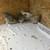 Quail coturnix 2 thumbnail