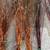 Dried natural decorative branches Grown in Wi (Curly Willow, Dogwood, 8 thumbnail