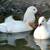 All Kind of Pigeons , Peacocks (white & Color ) , Mandarin Ducks 1 thumbnail