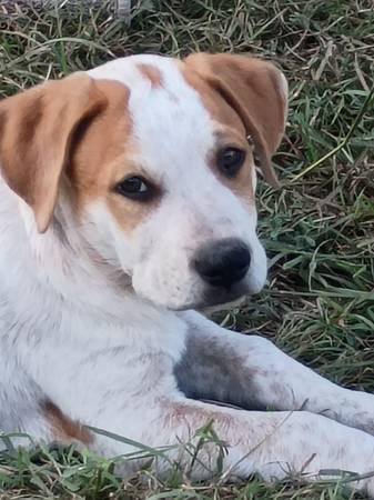 Buscando hogares (Copperas Cove)63839344028801123