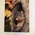Squirrel print by Neal Anderson 1 thumbnail