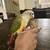 Tame Pineapple Green Cheek Conure 2 thumbnail
